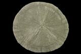 Pyrite Sun - Sparta, Illinois #136641-1